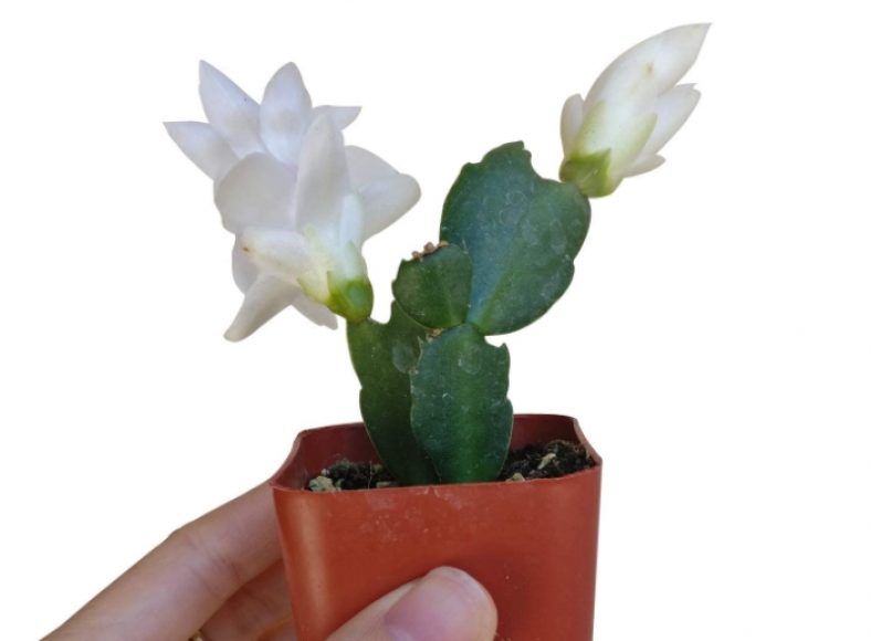 Is Zygocactus (Thanksgiving Cactus) Toxic to cats? | Pet Care Advisors