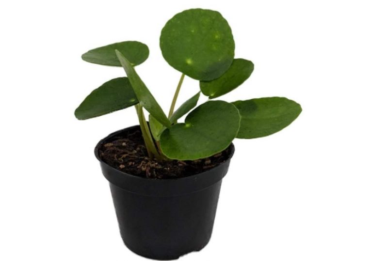 Is the Chinese Money Plant (Pilea Peperomioides) Safe for Cats? Pet