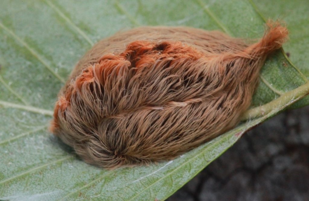 venomous puss moth caterpillar - stings