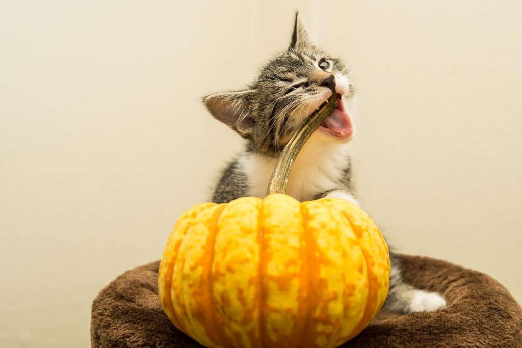 Is it ok for cats to eat pumpkin