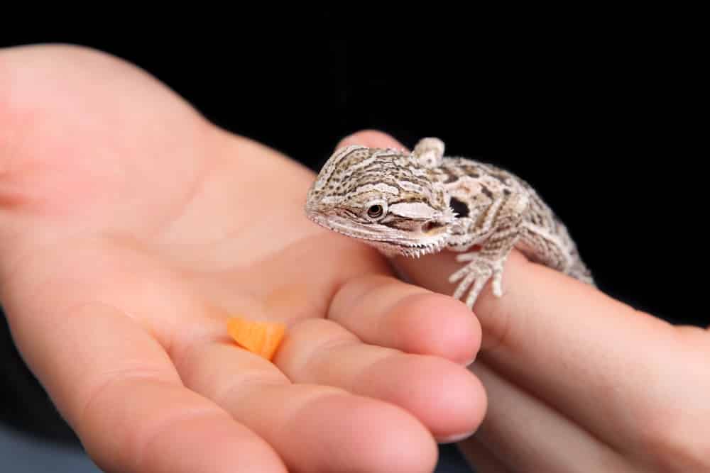 A Baby Bearded Dragon’s Favorite Meal