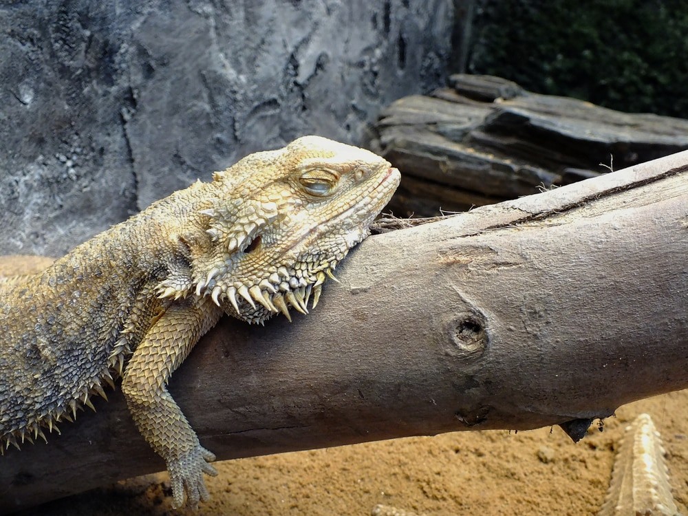 Are Bearded Dragons Nocturnal Plus 8 Interesting Bearded Dragon Facts!