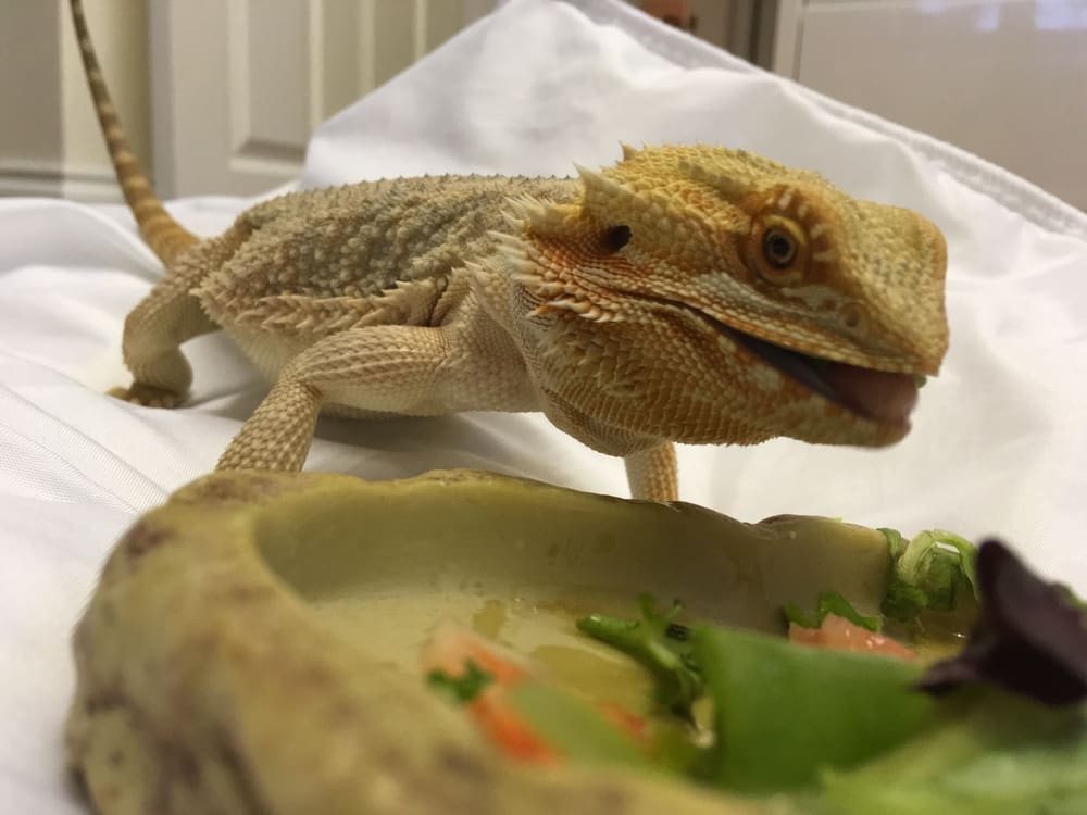 Are There Ways That I Can Get My Bearded Dragon To Eat More Vegetables