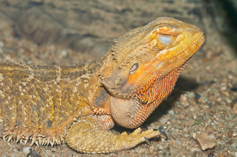 Can Bearded Dragons Close Their Eyes