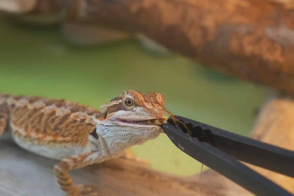 The Complete Guide To Feeding Your Baby Bearded Dragon