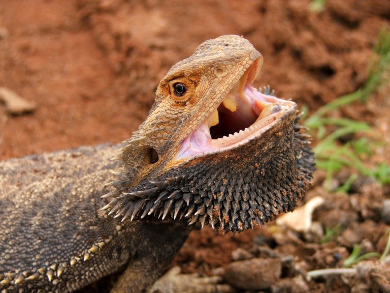 why-do-bearded-dragons-puff-up-their-beards-the-9-most-common-causes