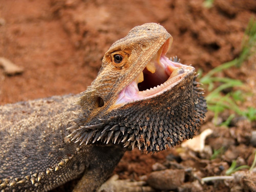 Why Do Bearded Dragons Puff Up Their Beards? (The 9 Most Common Causes