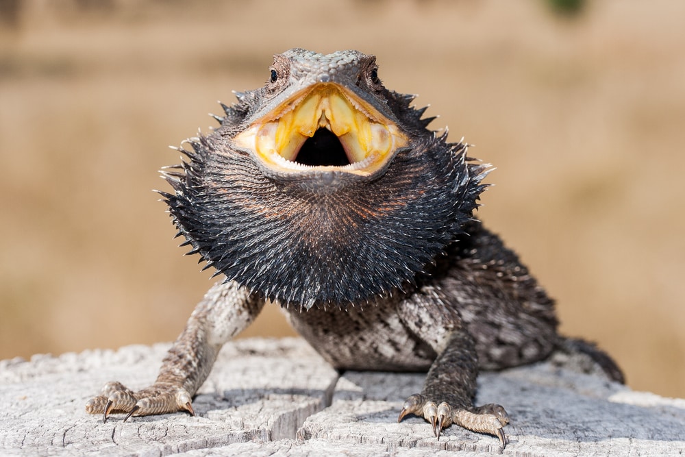 Why Do Bearded Dragons Puff Up Their Beards (The 9 Most Common Causes)