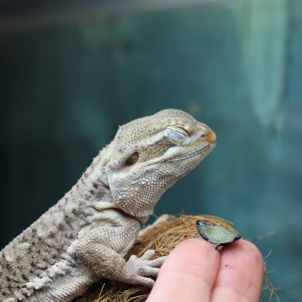 Why Is My Baby Bearded Dragon Refusing to Eat