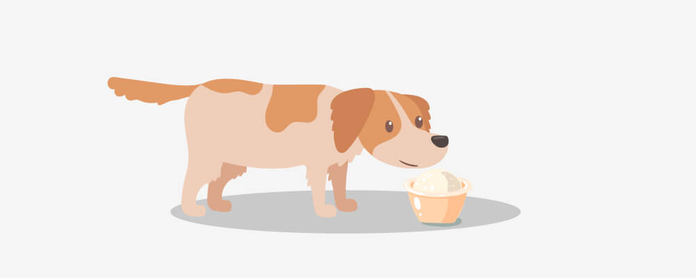 dog eating Artificial Sweetener (XYLITOL)