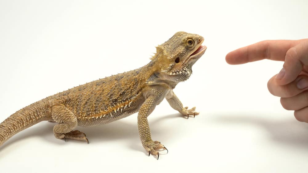 Bearded Dragon Bites What To Do If You Are Bitten And Are They 