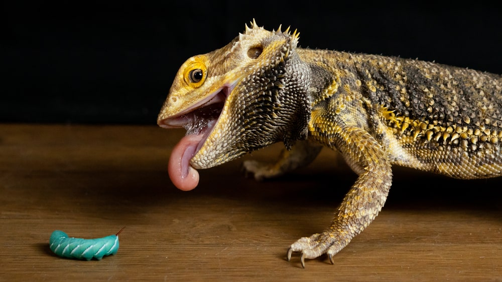 Bearded Dragon Diet And Nutrition