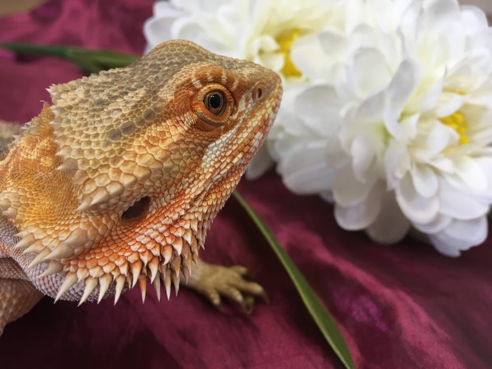 Bearded Dragon Stress Marks- A Guide To Understanding Them