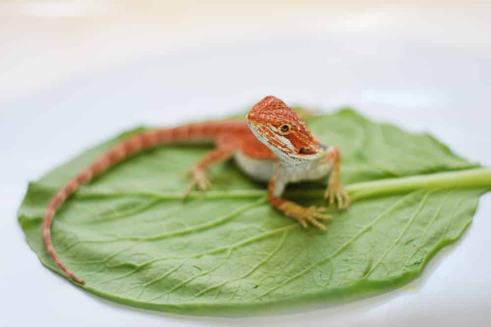 Can Bearded Dragons Eat Spinach Make Sure You Read This Before You Try!