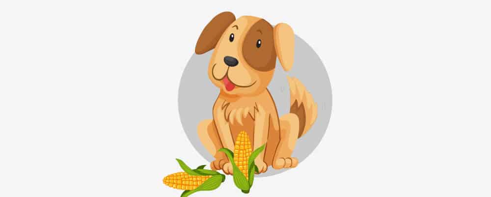 A dog eating corn on the Cob