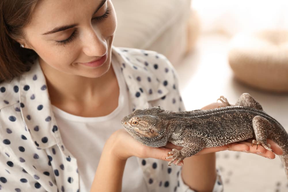 Do Bearded Dragons Like To Be Pet