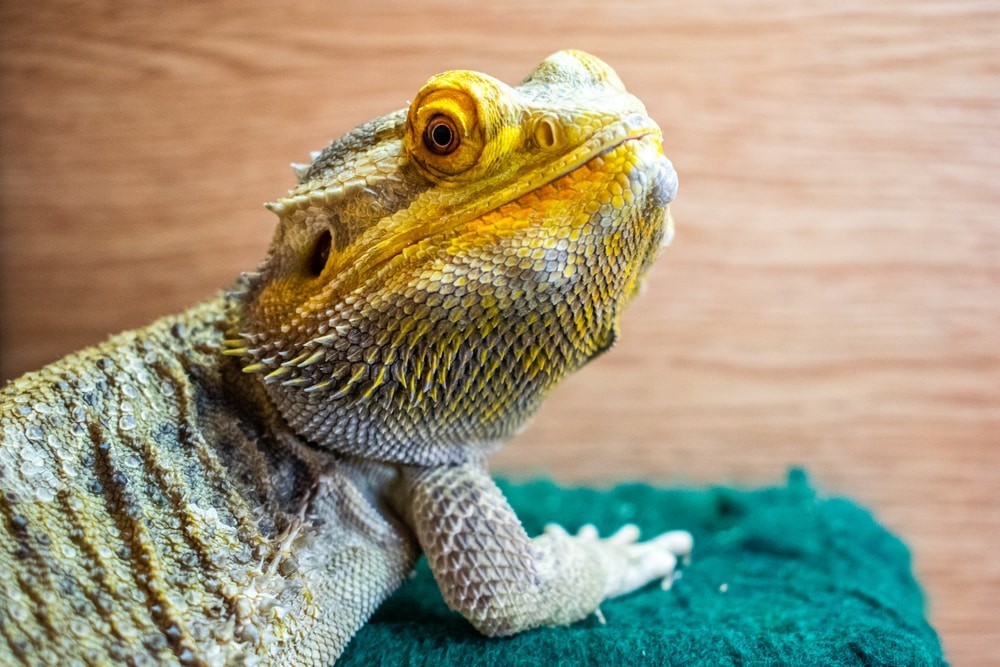 Everything You Need To Know About The Eyesight of The Bearded Dragon