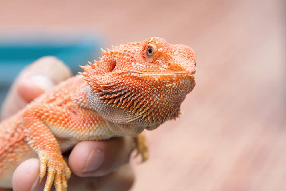 Everything You Need to Know About the Real Cost of Owning a Bearded Dragon