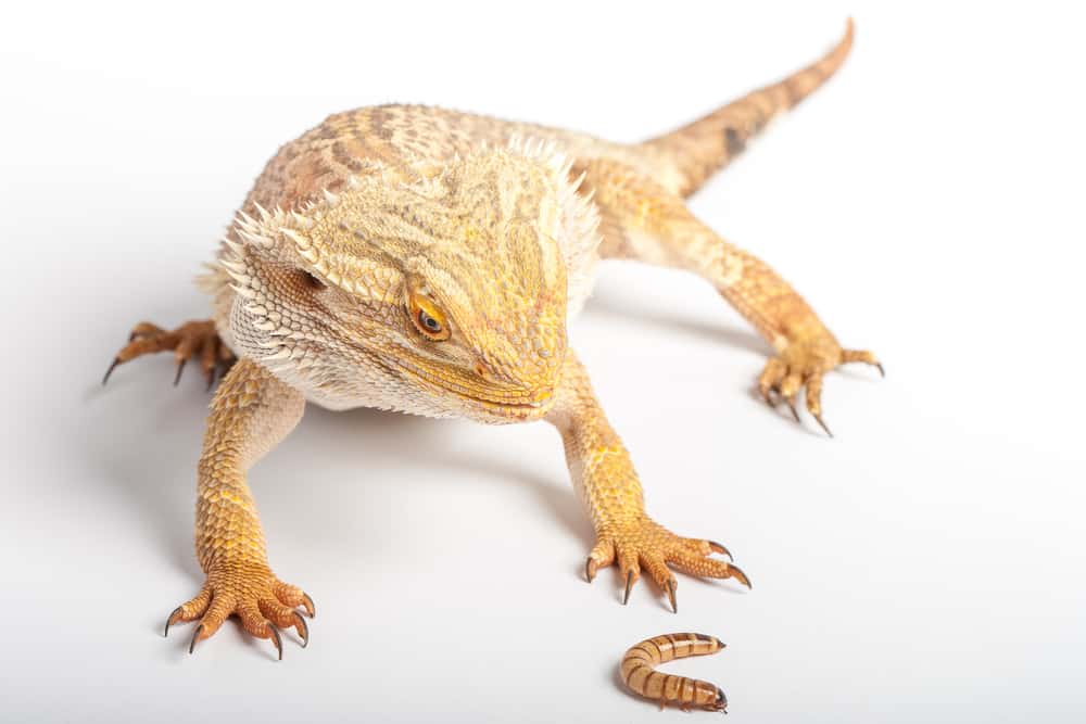 Feeding Your Bearded Dragon Which Worms Are The Best Feeders
