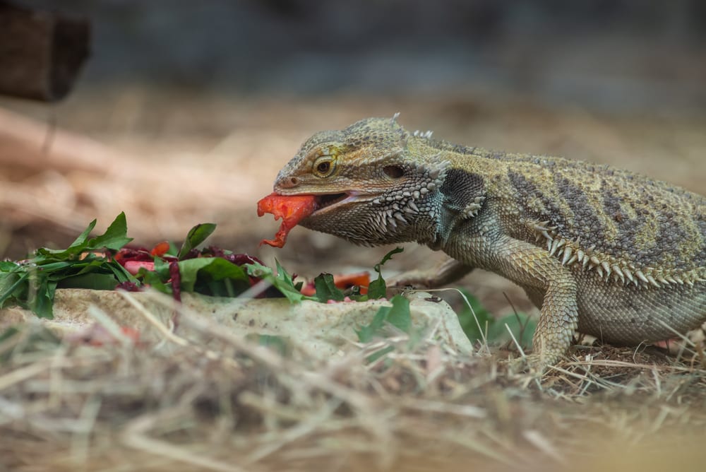 The Fruits That Are Suitable For Bearded Dragons