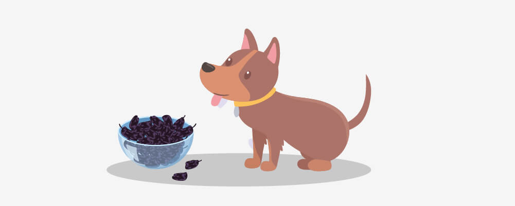 Dog eating Grapes and Raisins