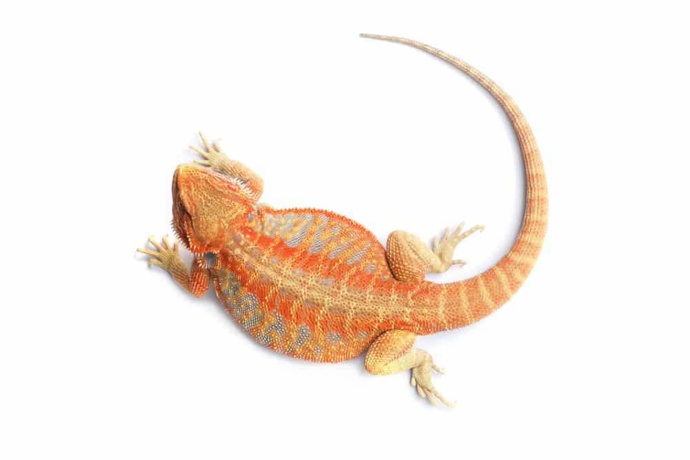 How Can I Tell If My Bearded Dragon is Overweight