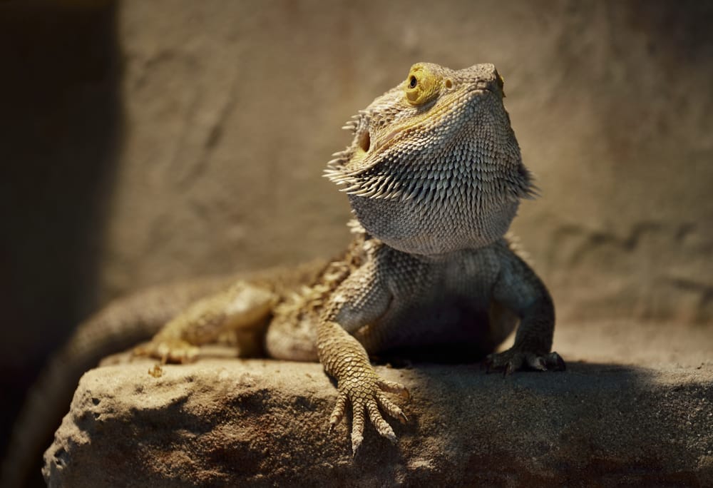 How Long Do Bearded Dragons Live- What To expect