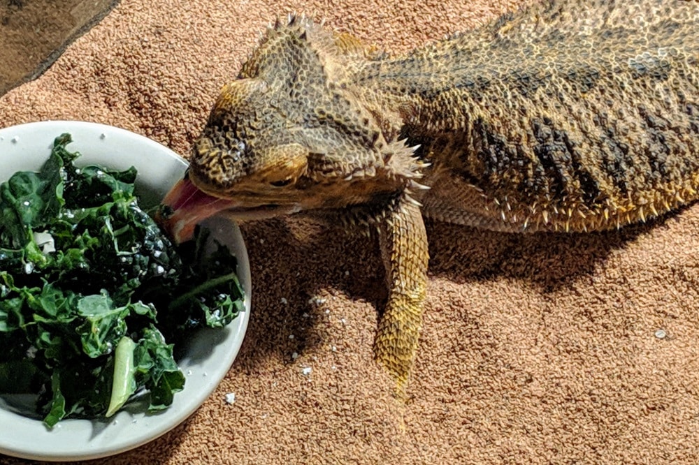 How Often Can You Feed Spinach To A Bearded Dragon?