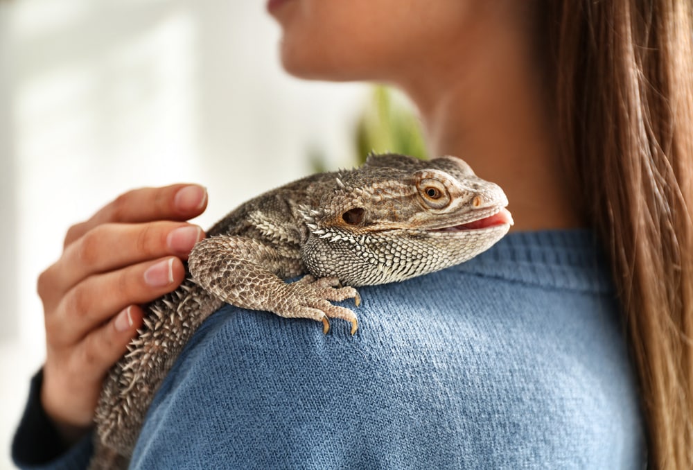 How To Pet Your Bearded Dragon