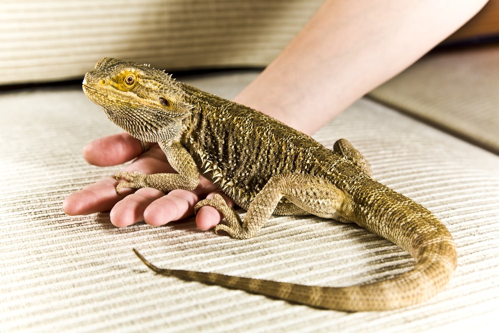 How To Trim Your Bearded Dragon’s Nails The ONLY Step-by-Step Guide You Need!