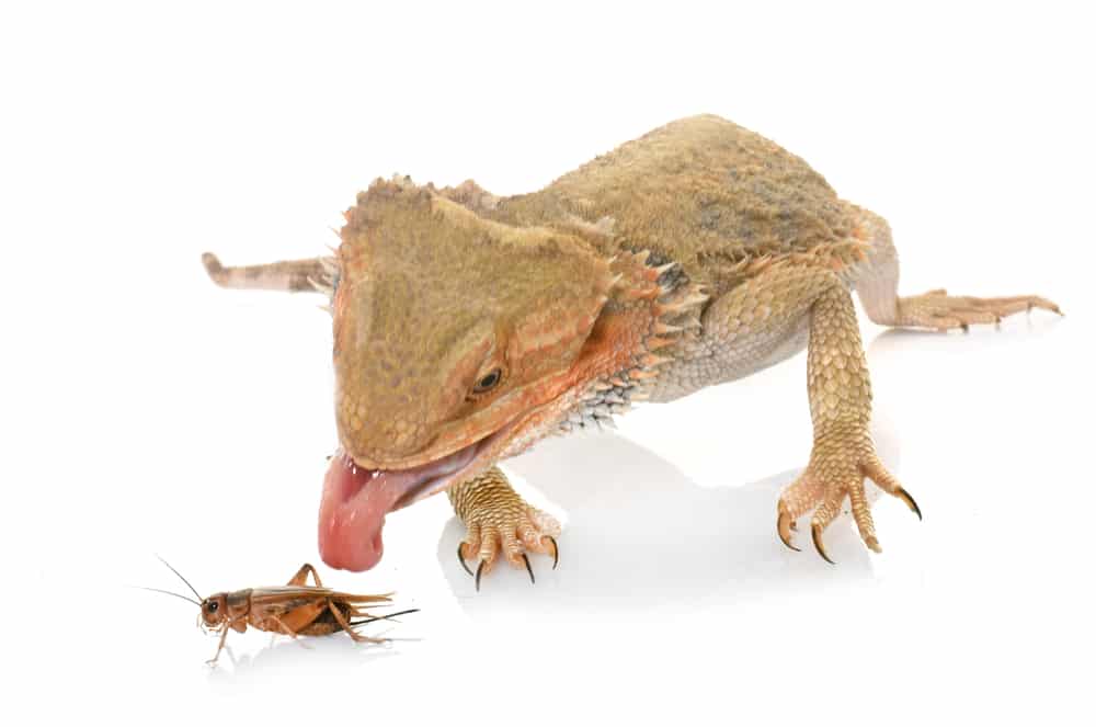 Bearded Dragon Diet And Nutrition | Pet Care Advisors