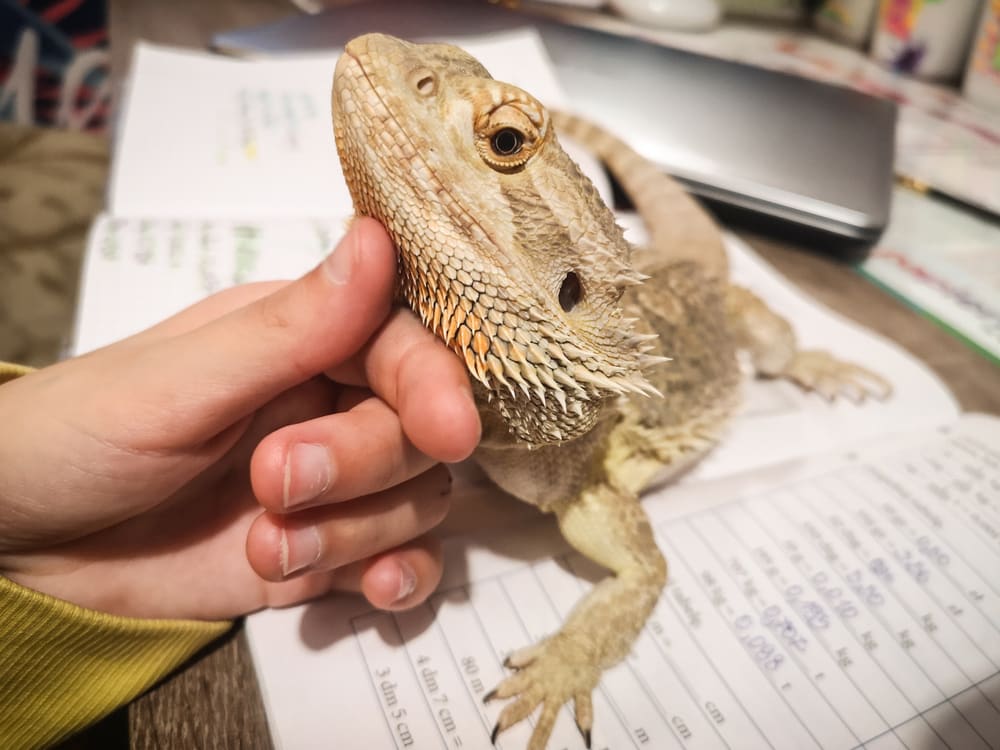 Petting Your Bearded Dragon Everything You Need To Know