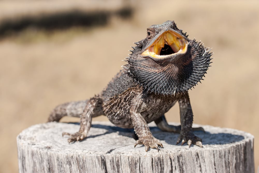 Reasons Why Bearded Dragons Keep Their Mouths Open