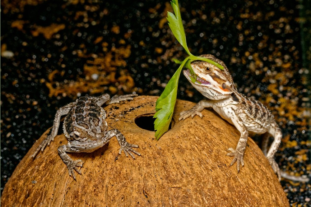 Safe foods that you can give to your bearded dragon