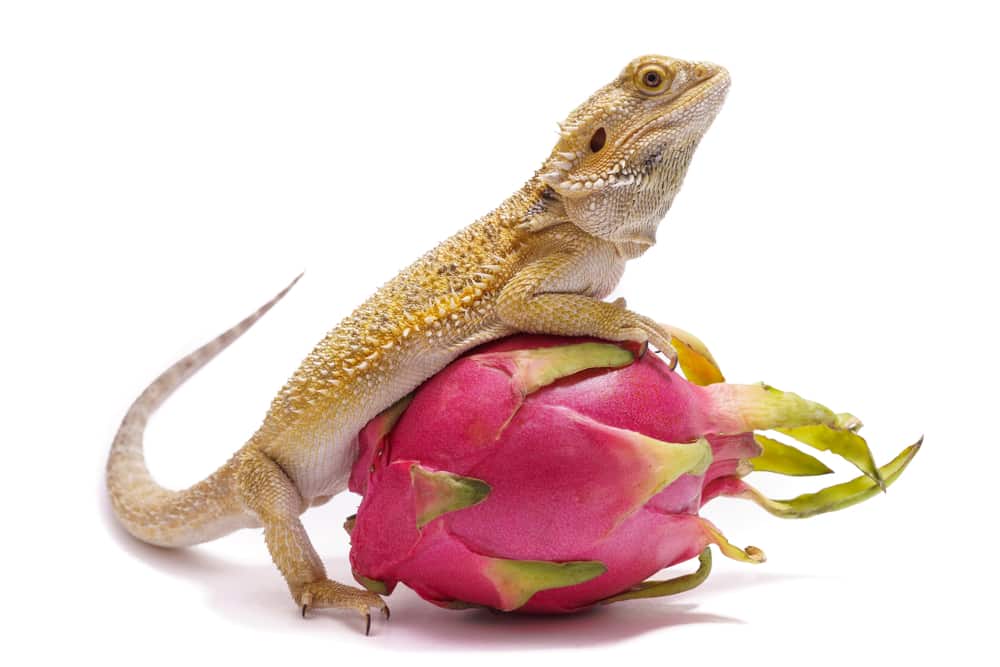 The Fruits That Are Suitable For Bearded Dragons