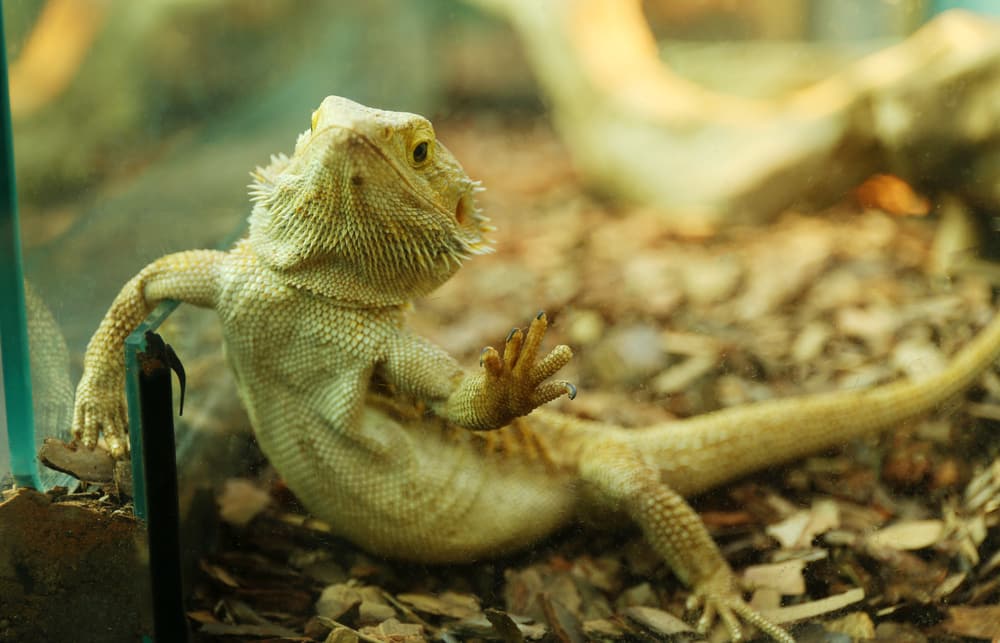 The Surprising Reason Your Bearded Dragon Is Waving Its Arm