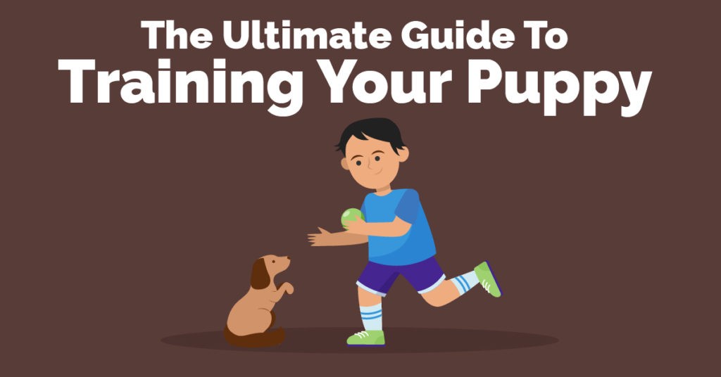The Ultimate Guide To Training Your Puppy