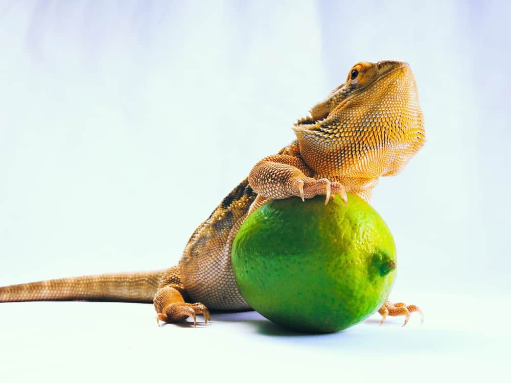 What Fruits You Should Never Feed A Bearded Dragon