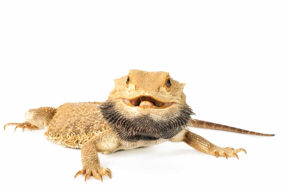 What might affect the lifespan of my Bearded Dragon