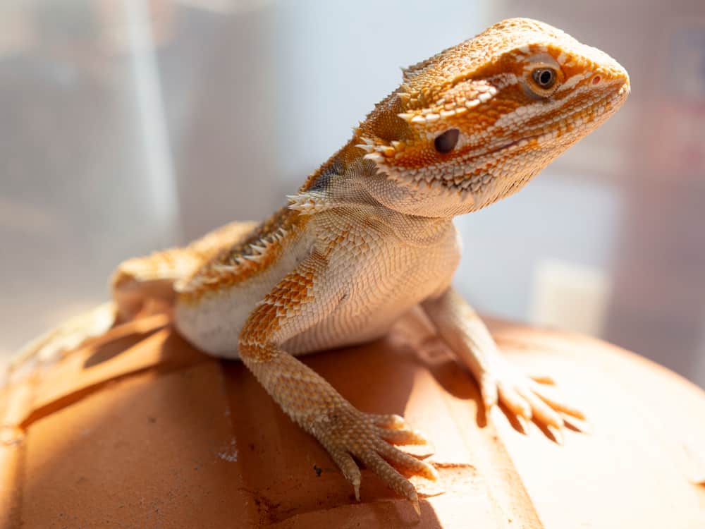 When should I cut my bearded dragon’s nails