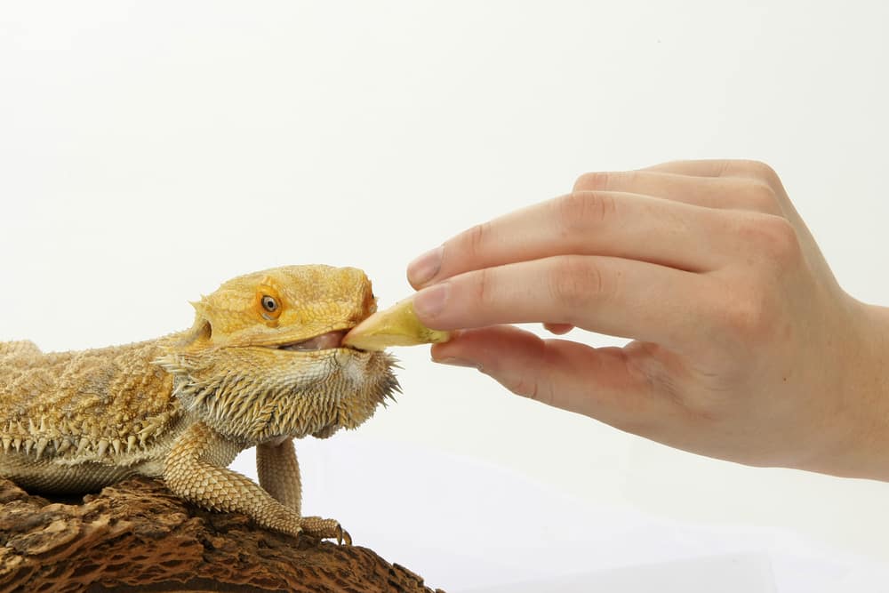 When should you feed your bearded dragon
