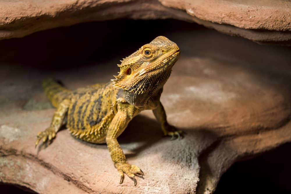 Why Wild Bearded Dragons Do Not Live As Long