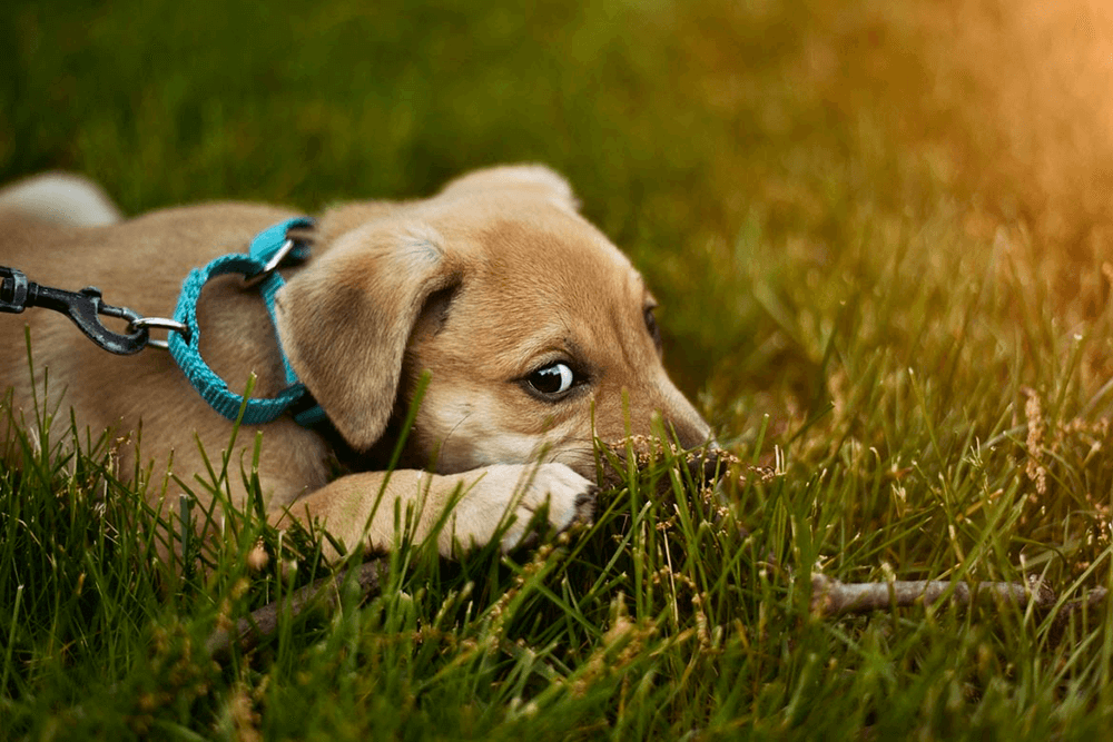 A sad puppy eating dirt