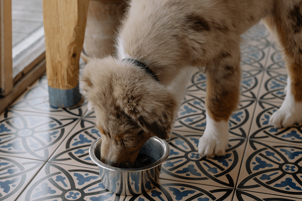 A dog eating healthy food to prevent bladder stones