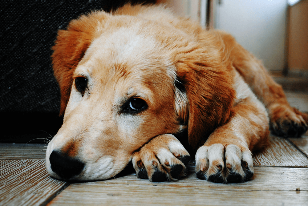A dog saddened by bladder stones