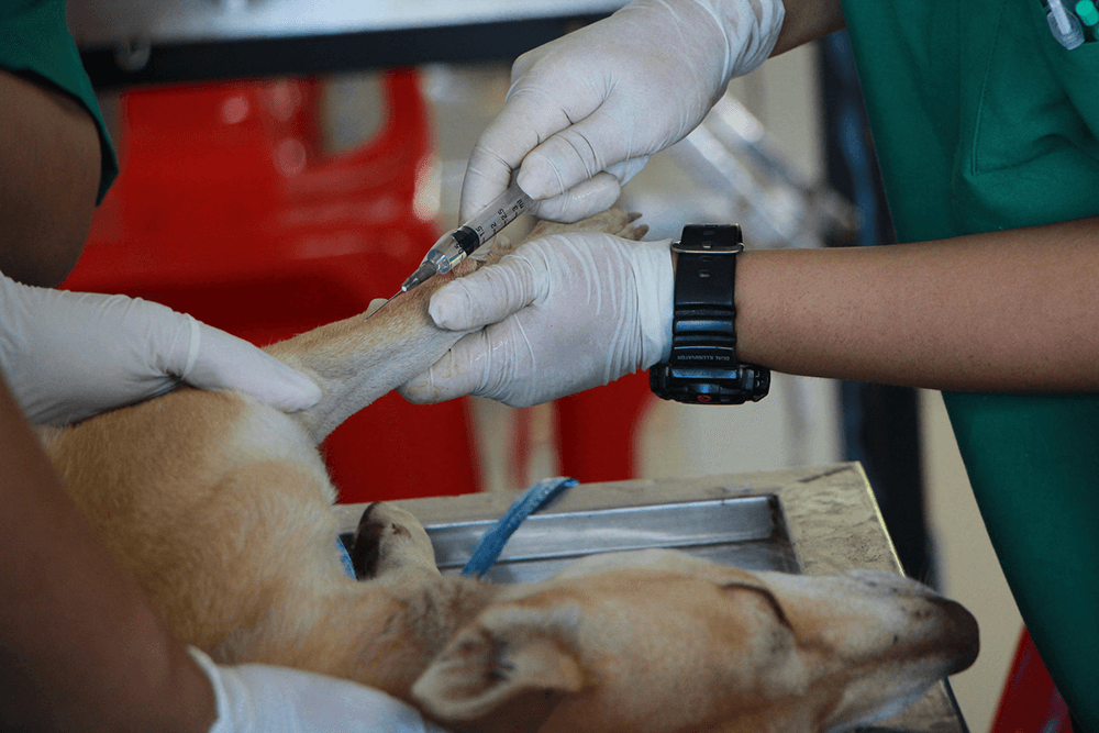 A dog being treated for bladder stones