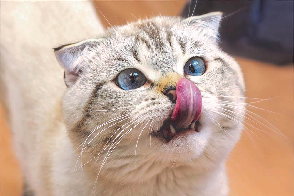 A cat licking their lips
