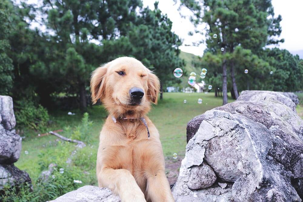 Dog considering eating rocks