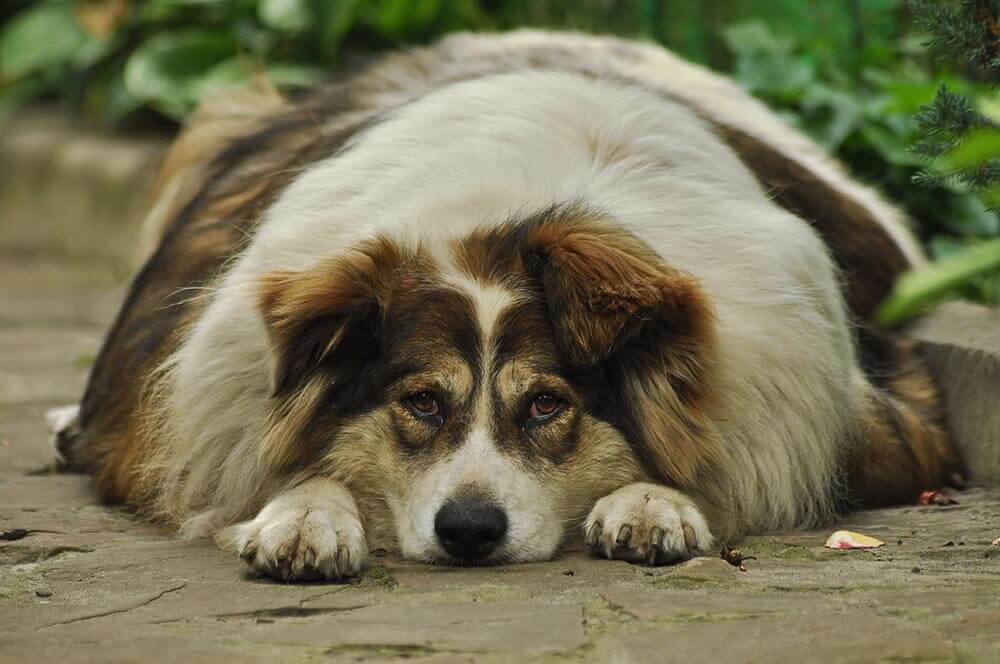An obese dog lying down