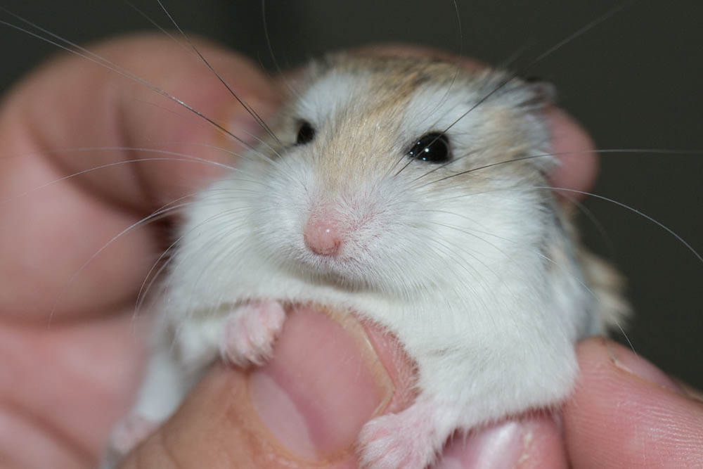 A hamster in a human's hand